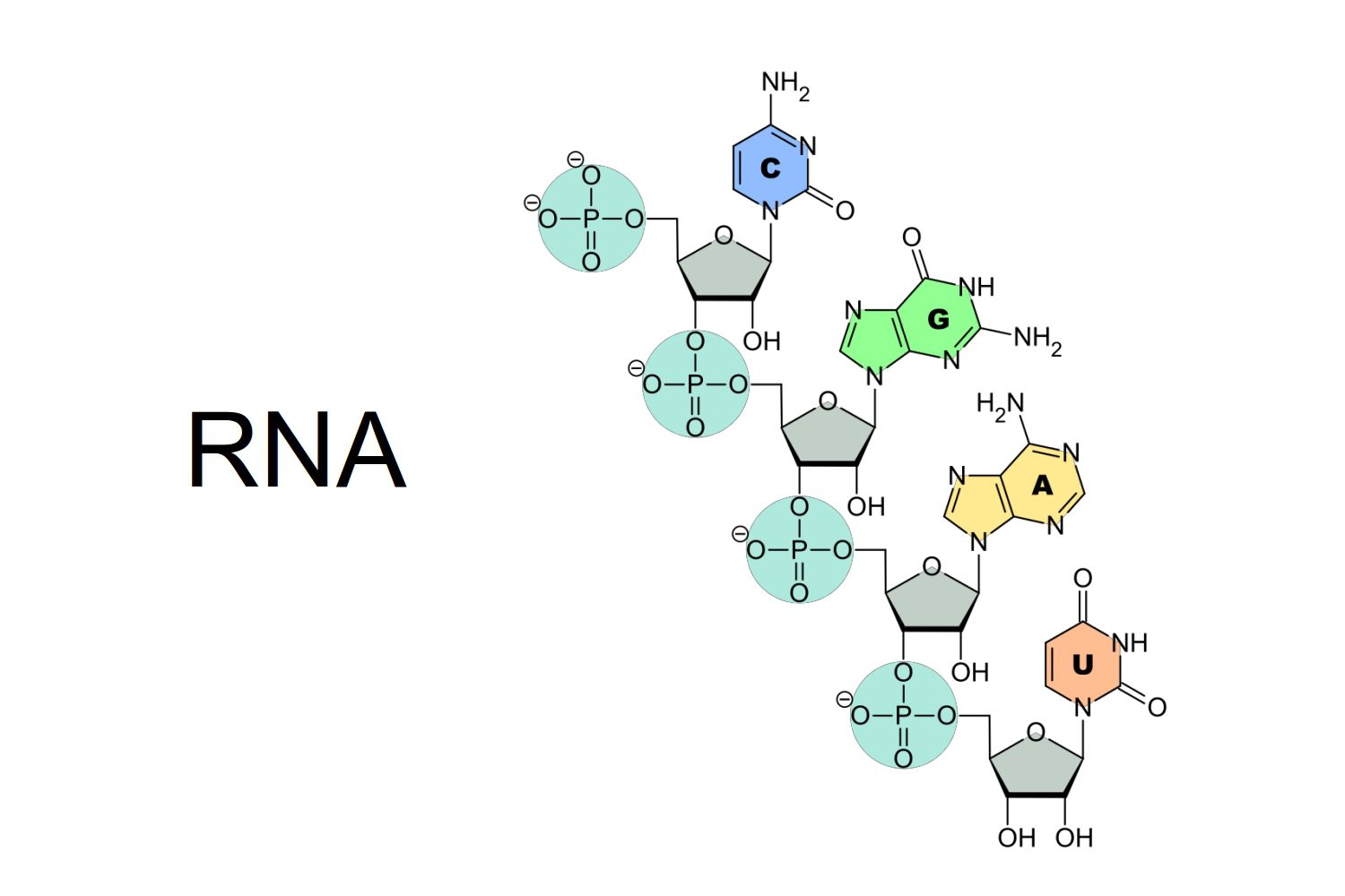 Ribonucleic Acid Type VI from Torula Yeast