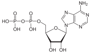 Adenosine diphosphate